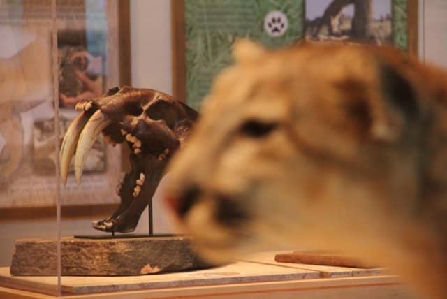 Ute History & Culture