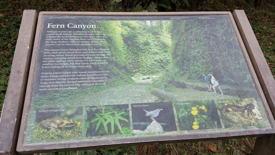 Fern-Covered Canyon Walls