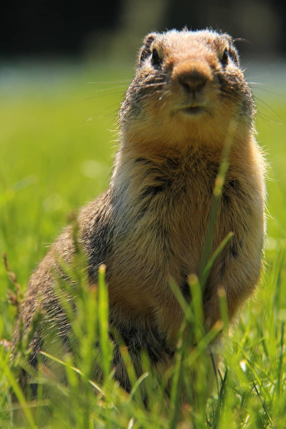 Wildlife Encounters