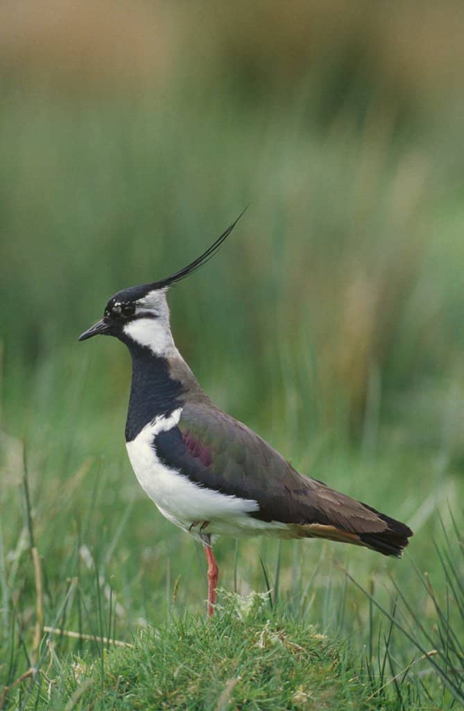 Black-headed Gull Colony