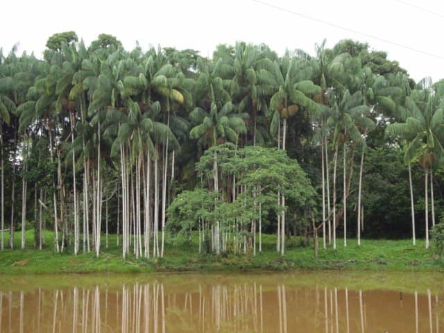 Meliponary (Bee Sanctuary)