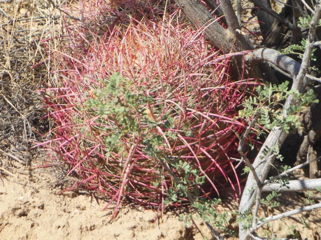 Thompson Avenue's Festive Transformation