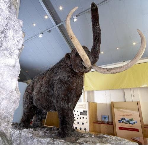 Mammoth Replica