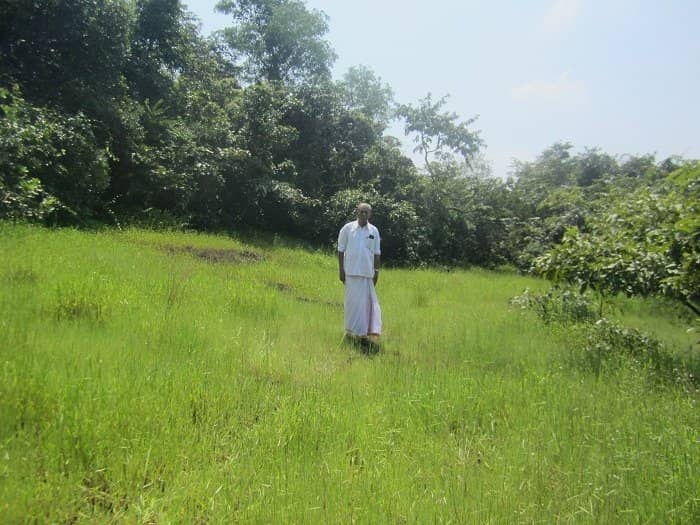 Serene Birdsong Ambiance