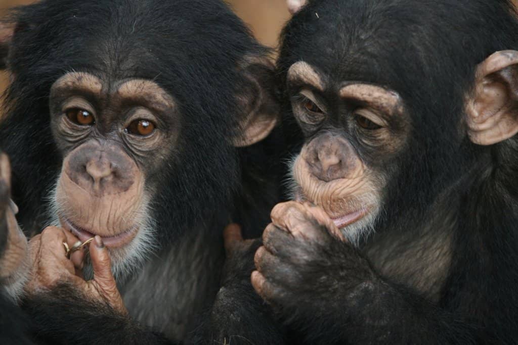 Guided Sanctuary Tour