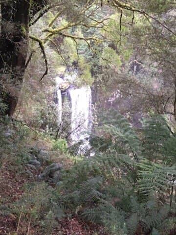 Rainforest Boardwalk