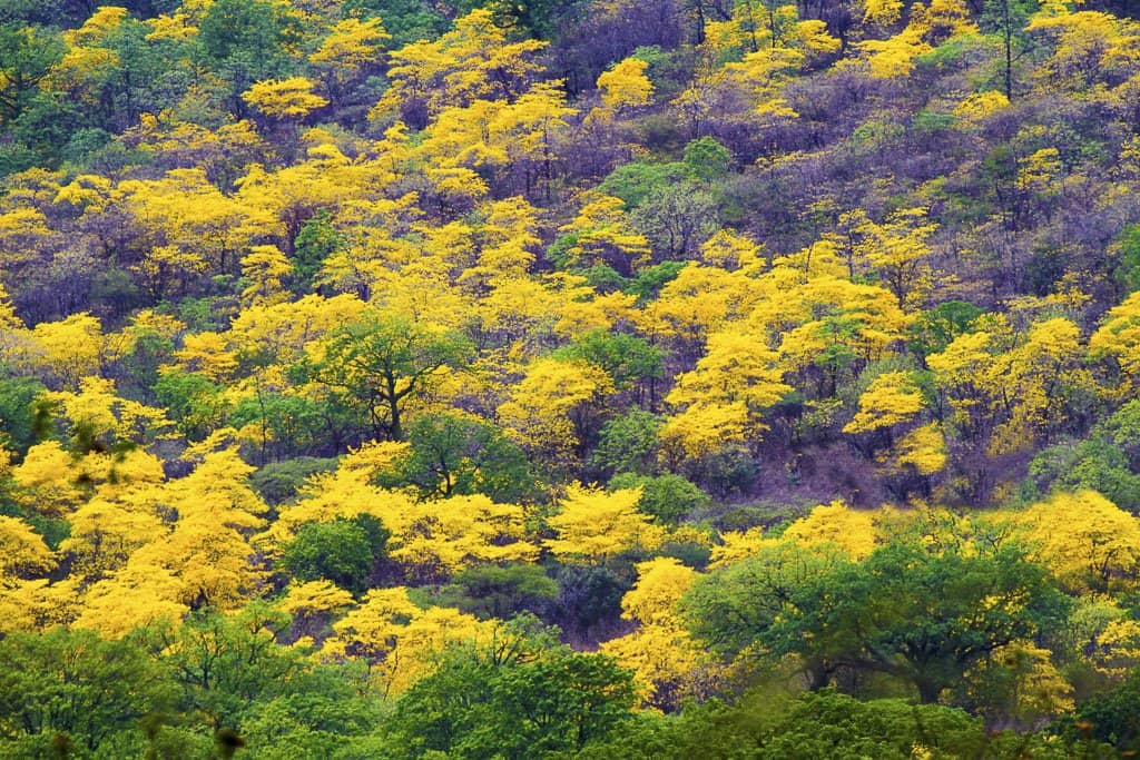 Natural Waterfalls & Streams