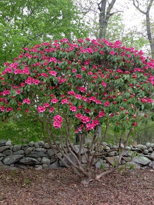 Seasonal Blooms
