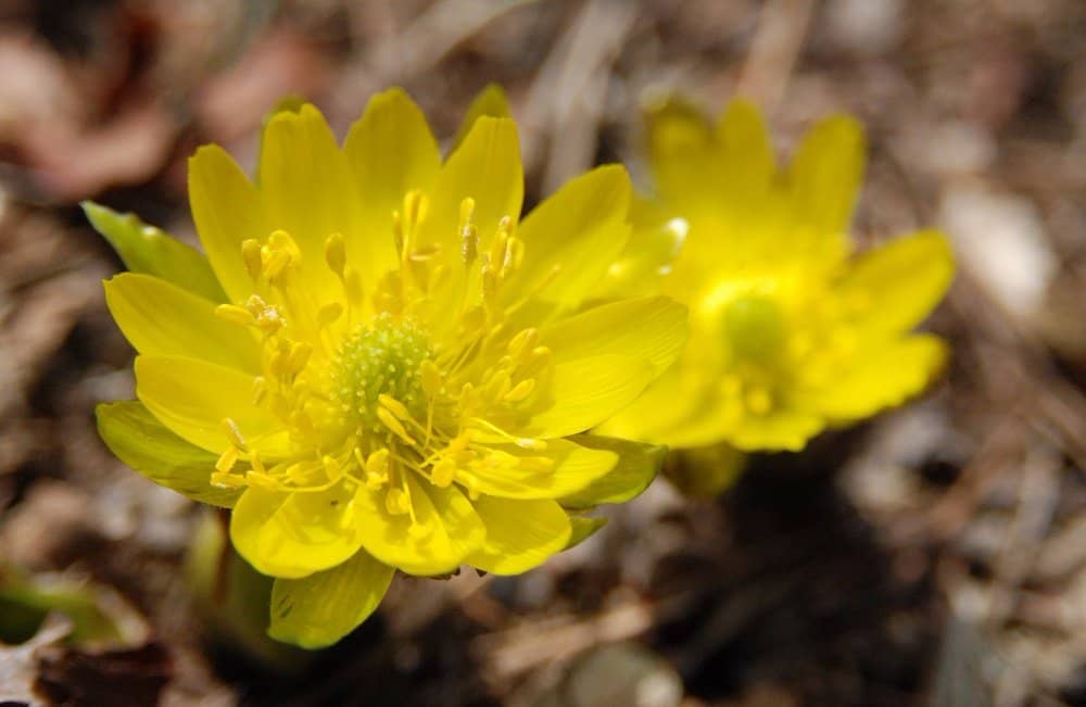 Alpine Flora Collection