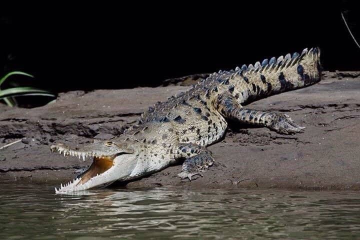 Wildlife River Safari