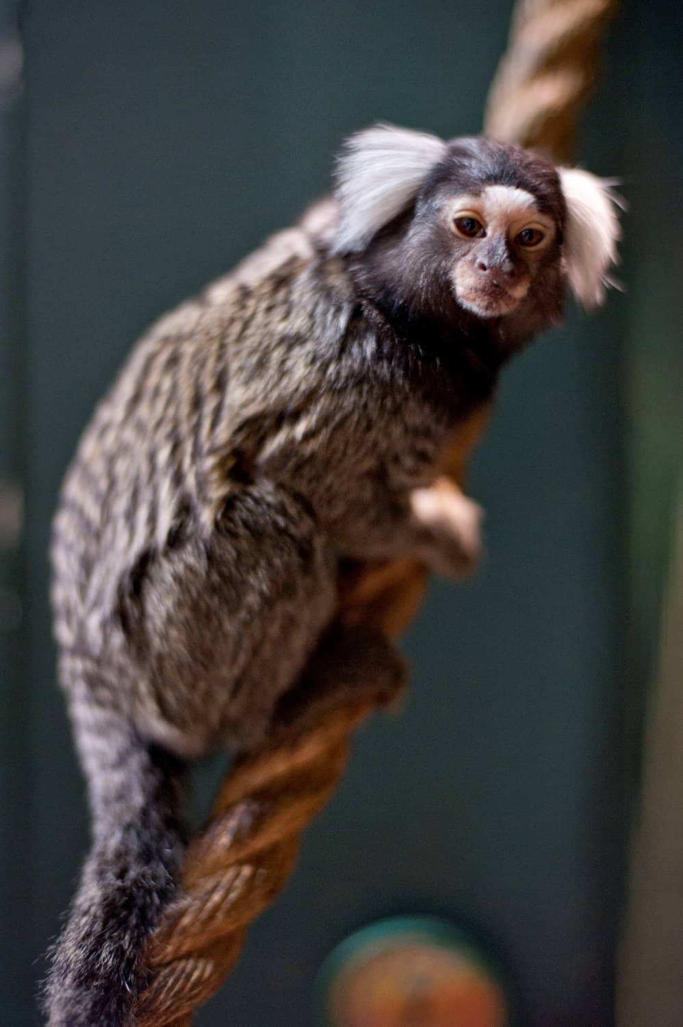 Underwater Tunnel Experience