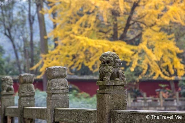 Cherry Blossoms (Seasonal)