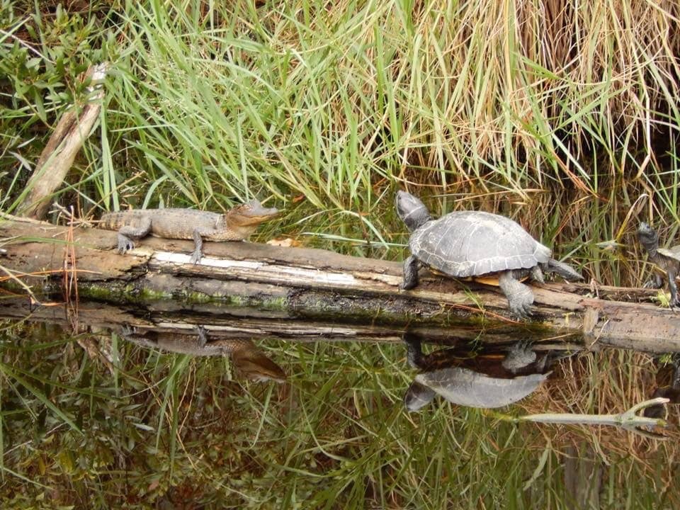 Kayaking the Bayou