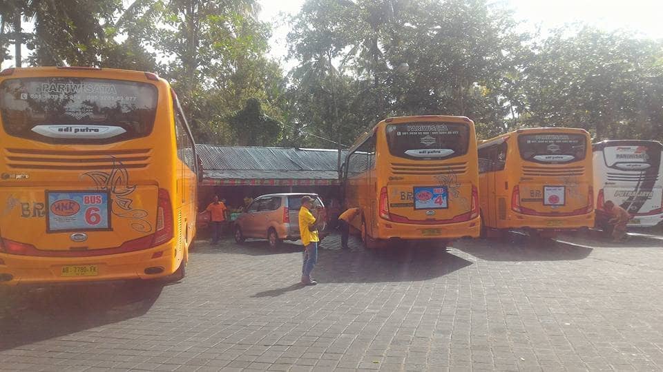 Ancient Nutmeg Trees