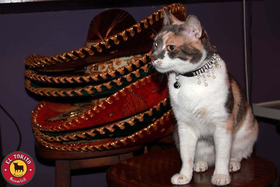 Authentic Mexican Flavors