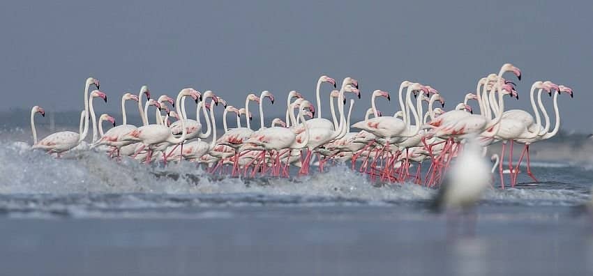 McQueen's Bustard & Lesser Florican