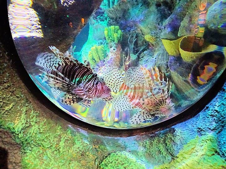 Jellyfish Exhibit