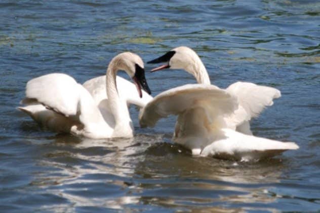 Feeding the Ducks