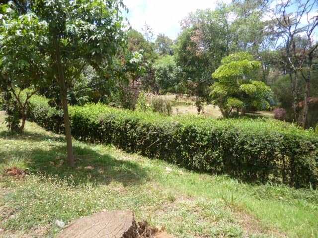 Monkeys in Their Habitat