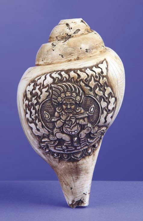 Mollusk-Inspired Art