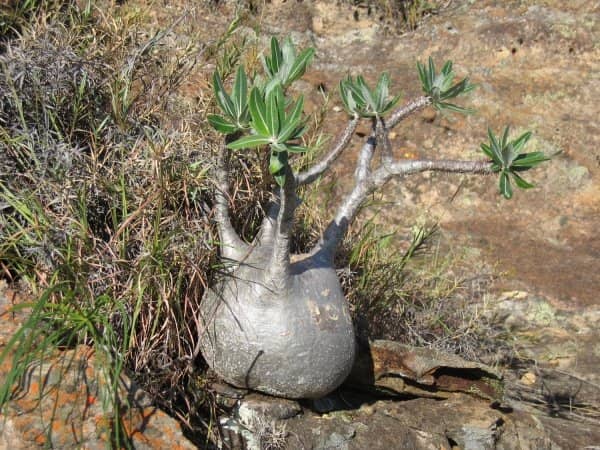 The Blue and Black Pools