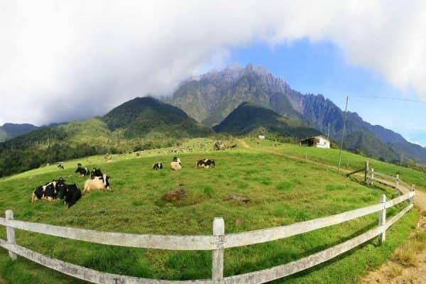Mount Kinabalu Vista