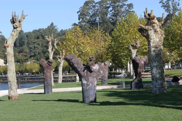 Eucalyptus Grove