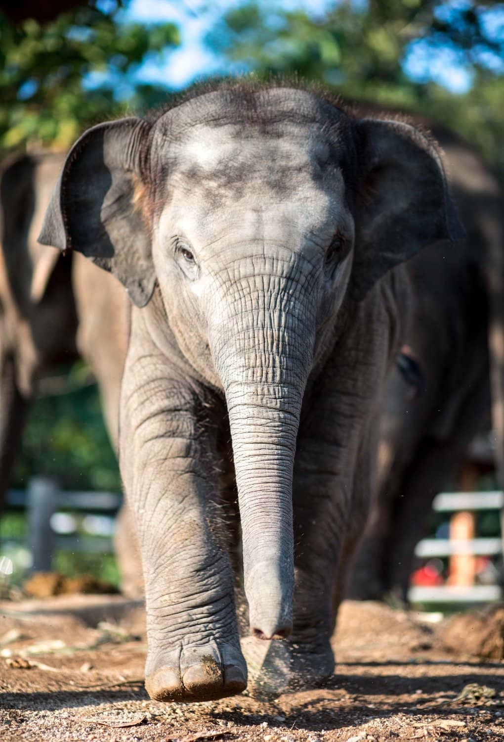Jungle Trek & Elephant Feeding