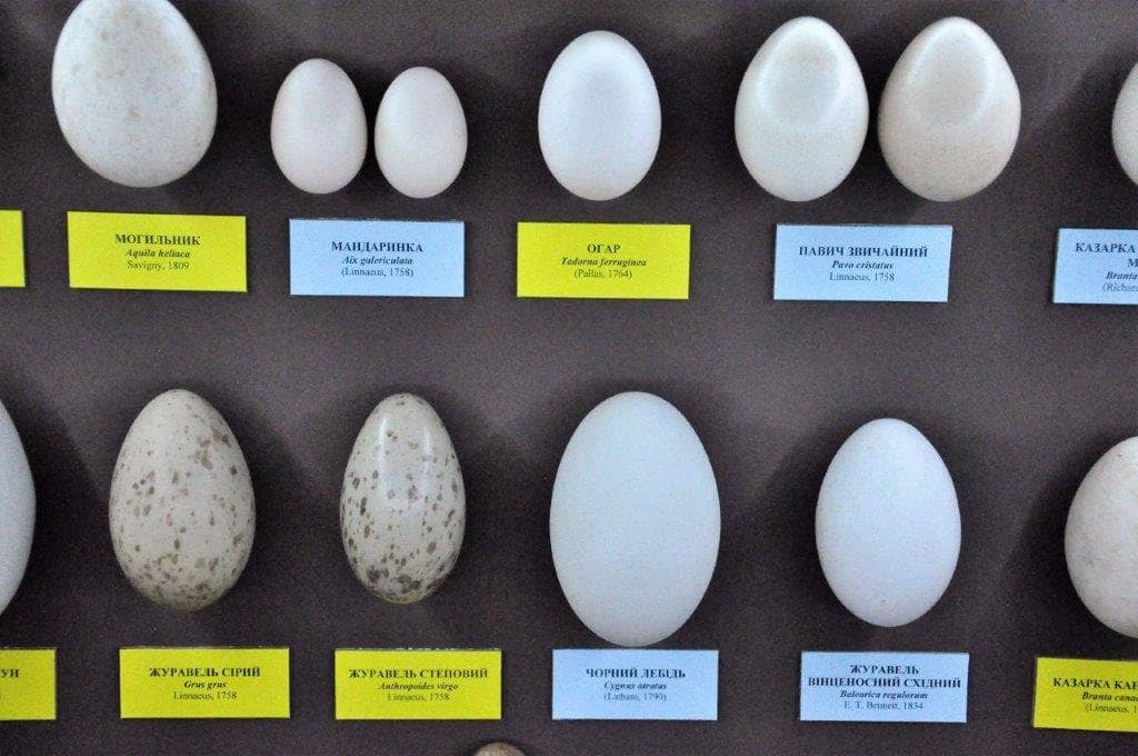 David H. Koch Hall of Fossils