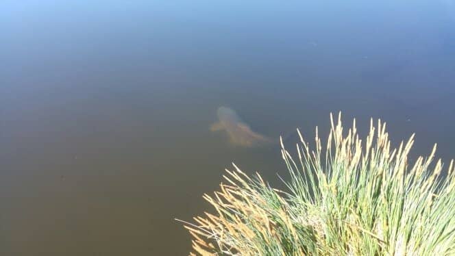 Tranquil Pond Walk