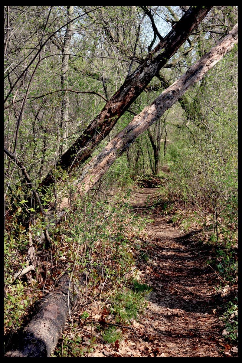 Wooded Serenity