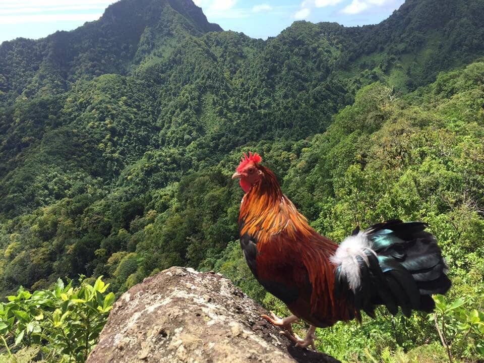 Cross Island Trek