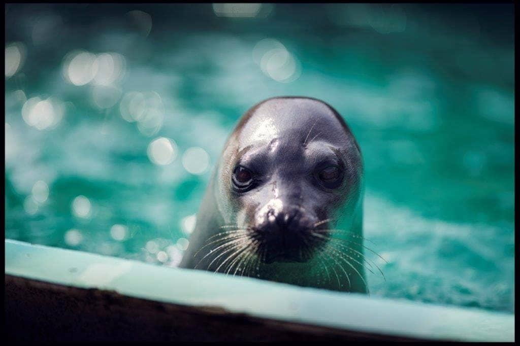Outdoor Touch Tank