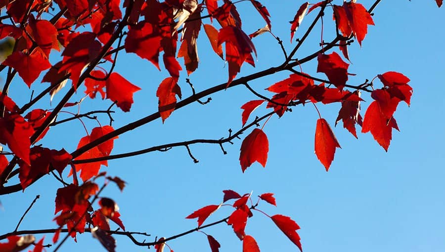 Frick Environmental Center