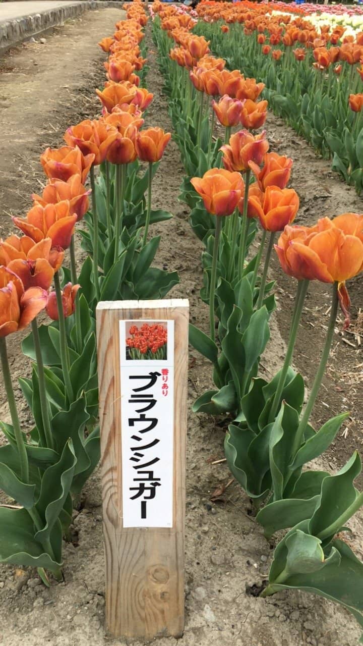 Adjacent Cherry Blossom Park