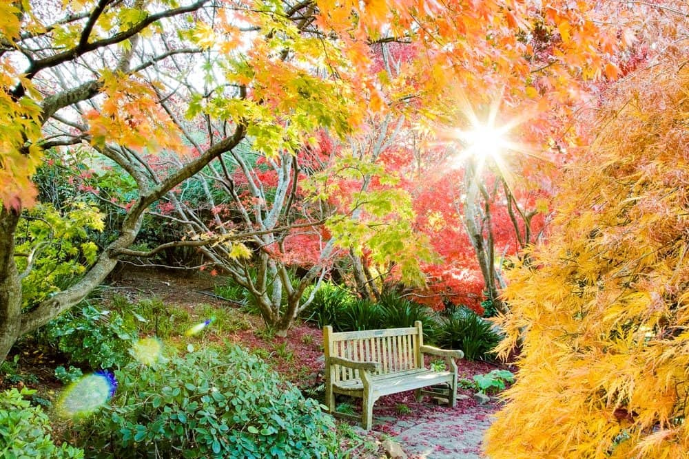 The Gondwana Arboretum