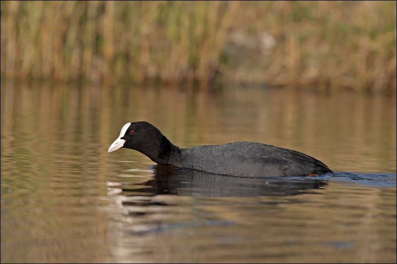 Wildlife Rescue Center