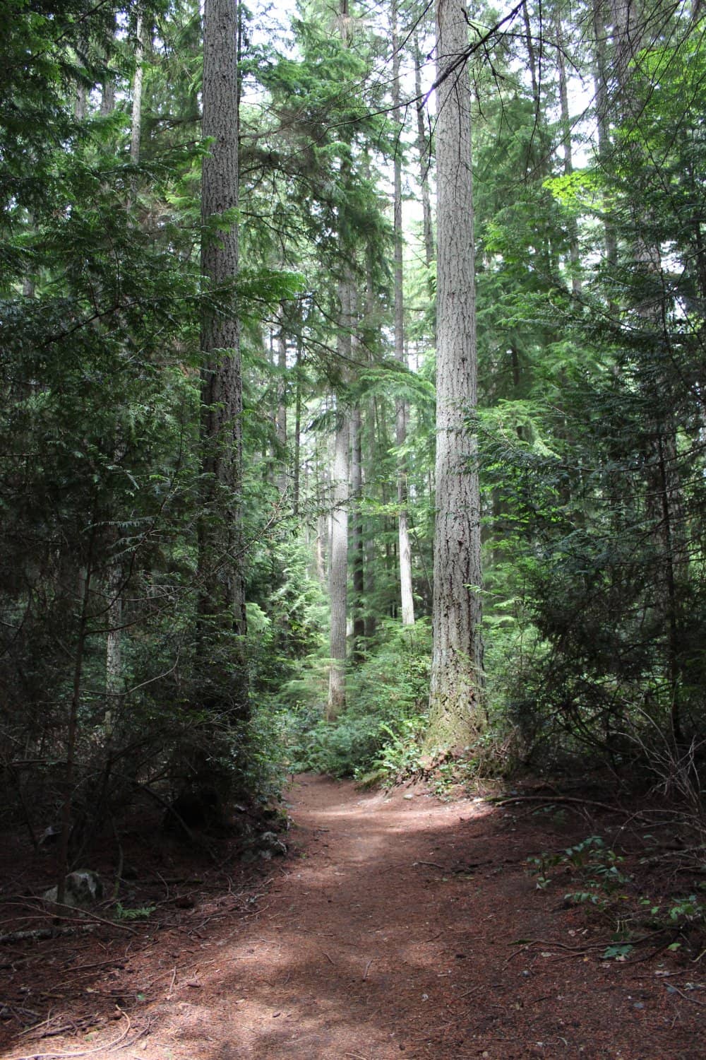 Towering Douglas Firs
