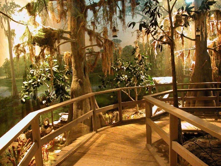 Ancient Hardwood Forest
