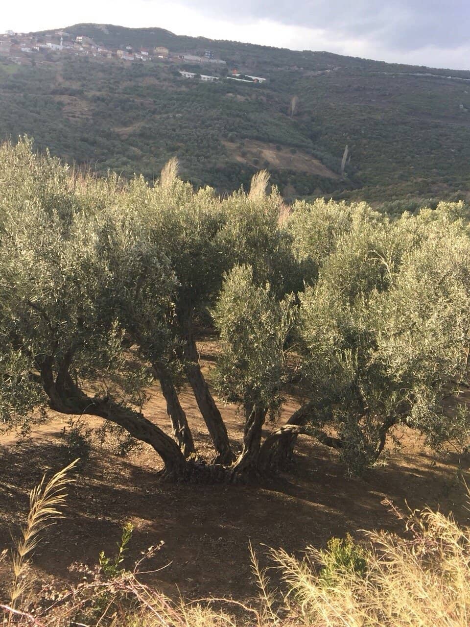 Panoramic Views