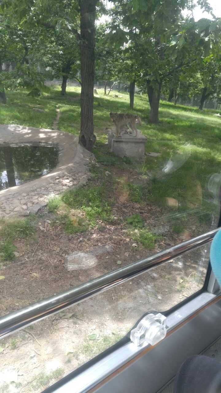 White Panda Exhibit