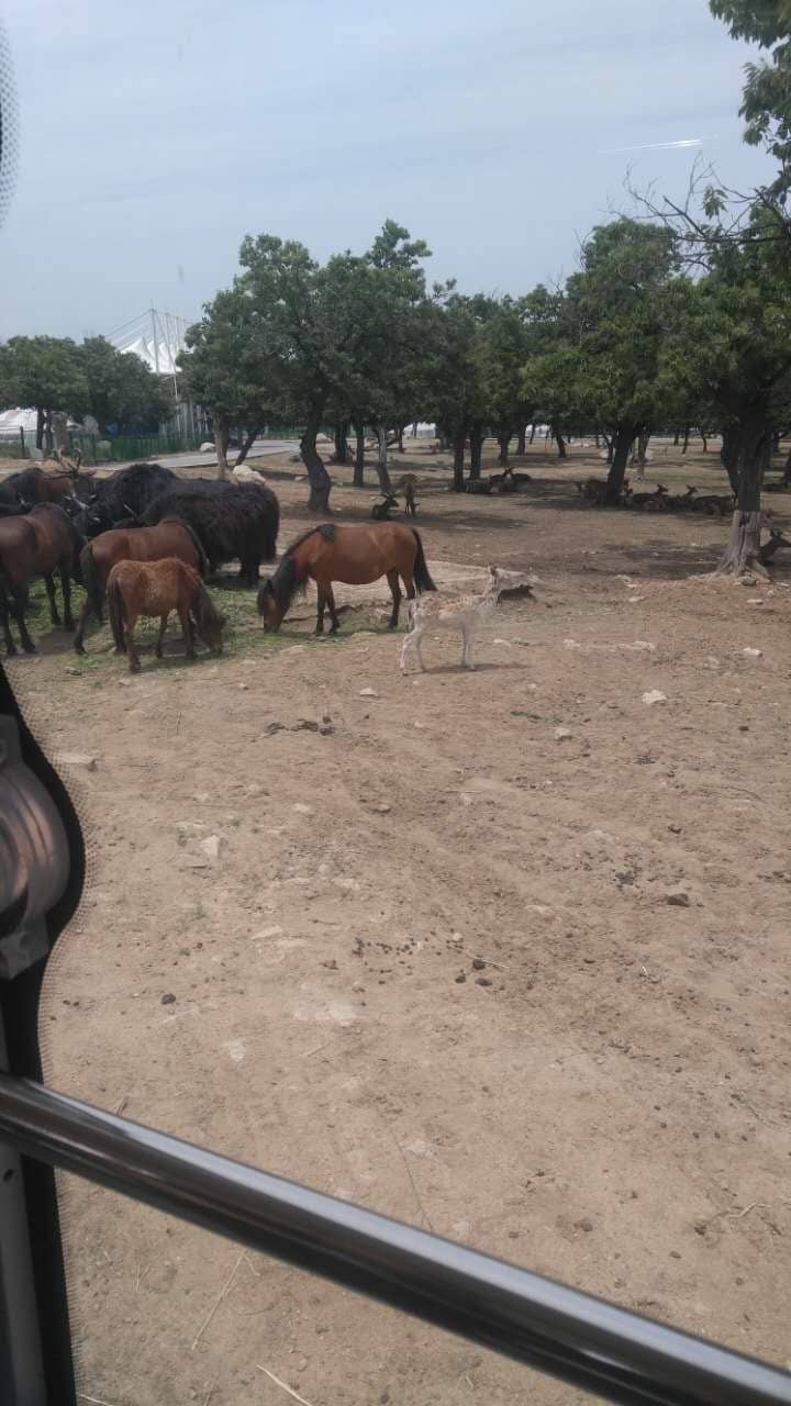 Open Wildlife Park Bus Tour