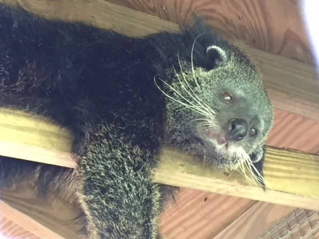 Sloth Feeding Experience