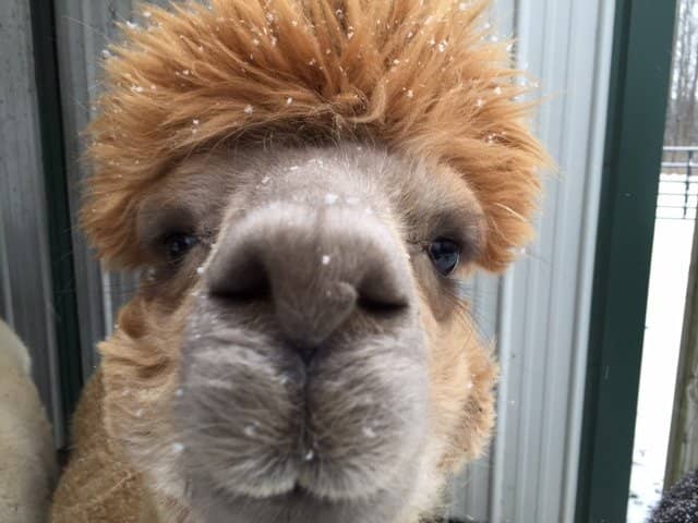 Educational Farm Tours