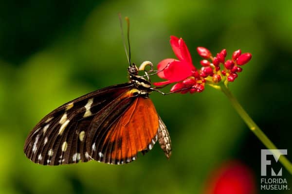 Diverse Bird Species