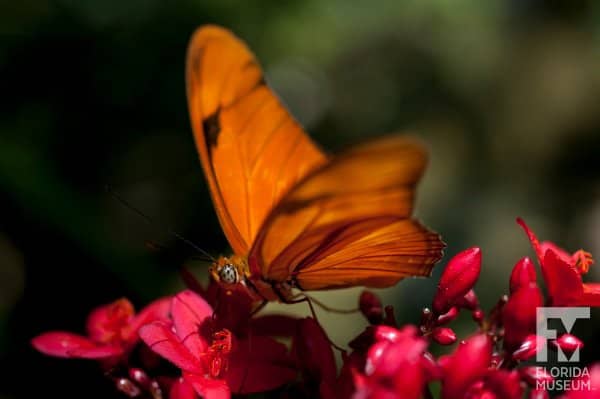 Lush Tropical Ecosystem