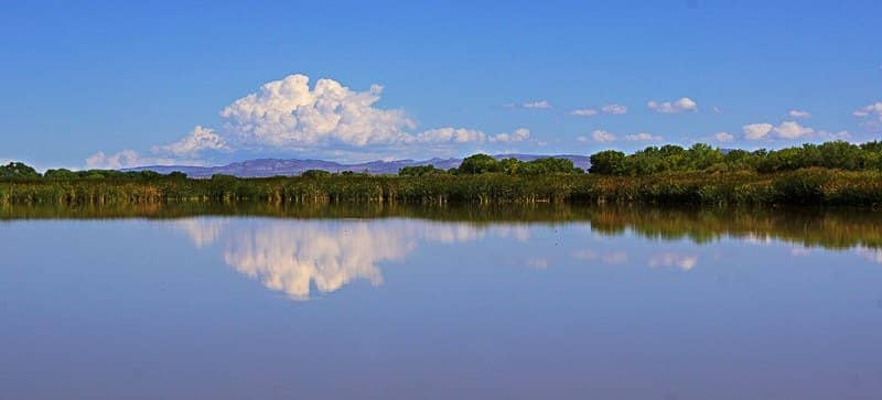 Snow Goose 'Blast-Off'
