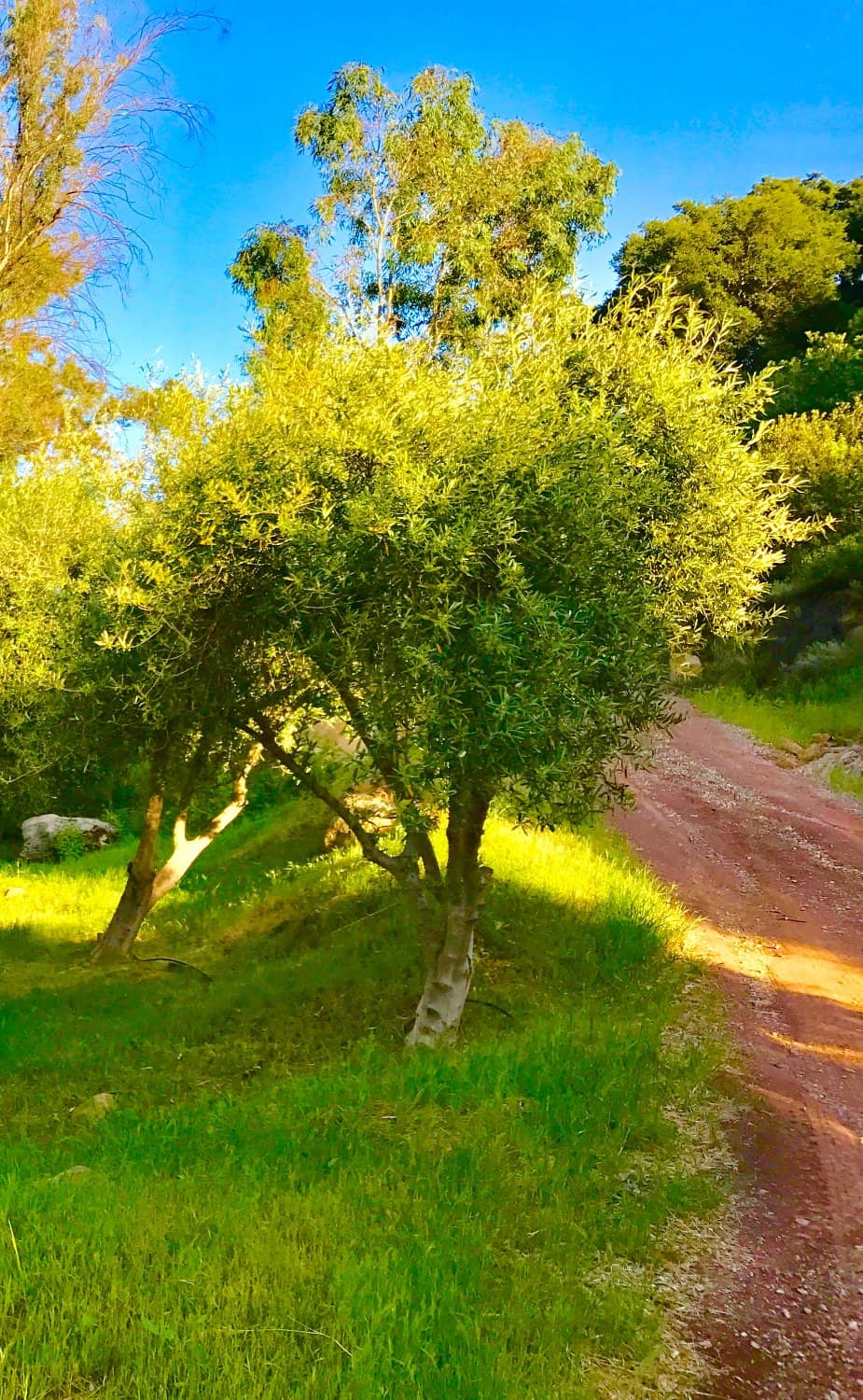 Scenic Ojai Valley Drive