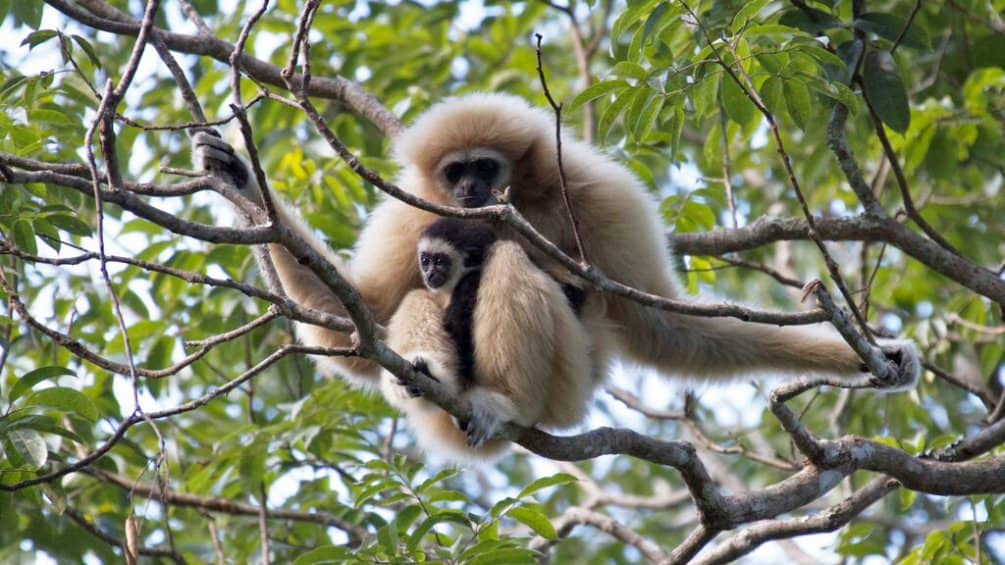 Educational Sky Ranger Guides