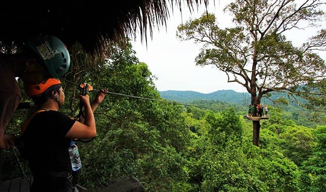 Soar Through the Canopy